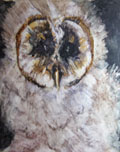 owl