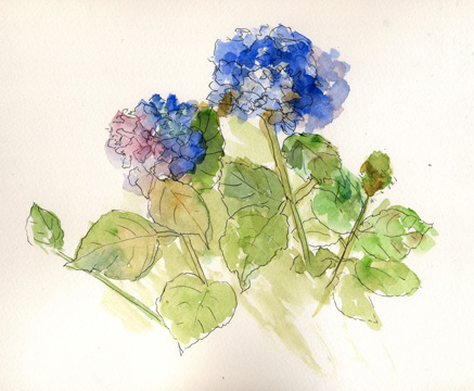 hydrangeas1