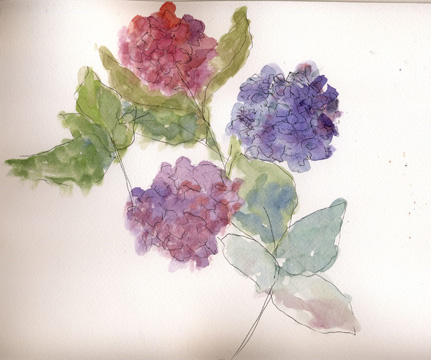 hydrangeas2