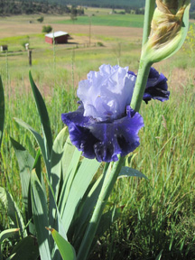 doublepurple