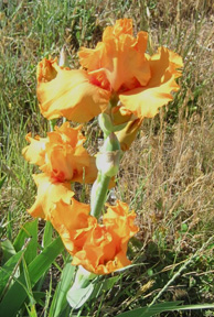orange