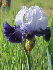purpleandwhite