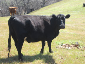 cow