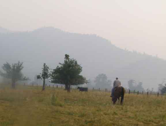 mattandcow