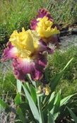 iris