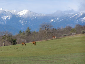 horsepasture