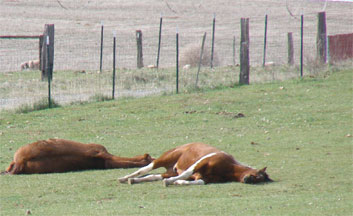 sleepinghorses